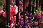 Guernsey in Bloom portfolio